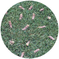 Le Center turfgrass aeration and seeding