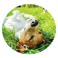 Le Center flea and tick control